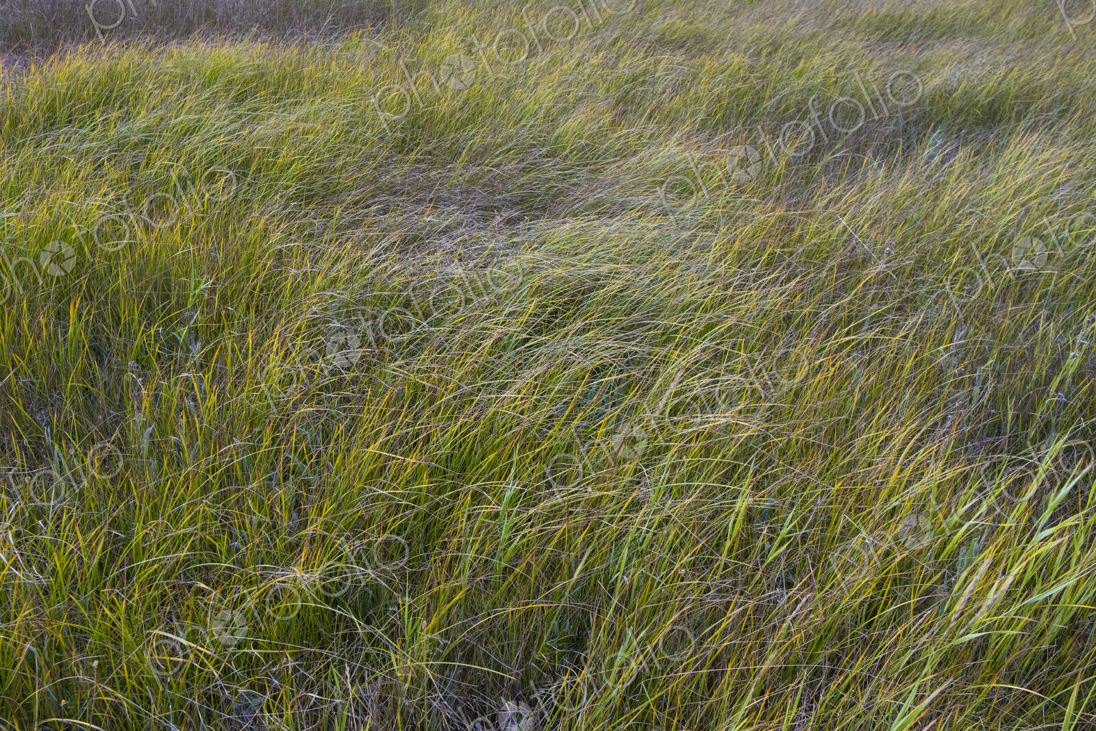 Field of windswept meadow grasses and wildflowers, Lake Tahoe, California, USA