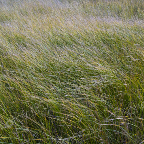 Field of windswept meadow grasses and wildflowers, Lake Tahoe, California, USA Field of windswept meadow grasses and wildflowers, Lake Tahoe, California, USA