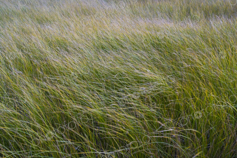 Field of windswept meadow grasses and wildflowers, Lake Tahoe, California, USA