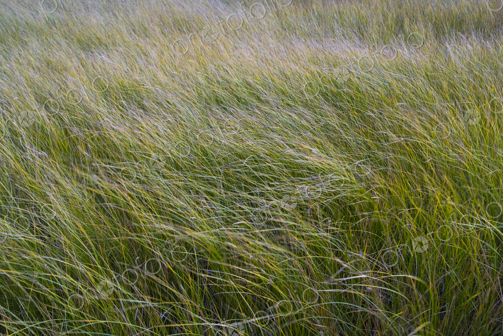 Field of windswept meadow grasses and wildflowers, Lake Tahoe, California, USA