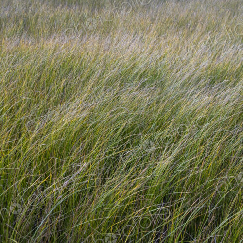 Field of windswept meadow grasses and wildflowers, Lake Tahoe, California, USA