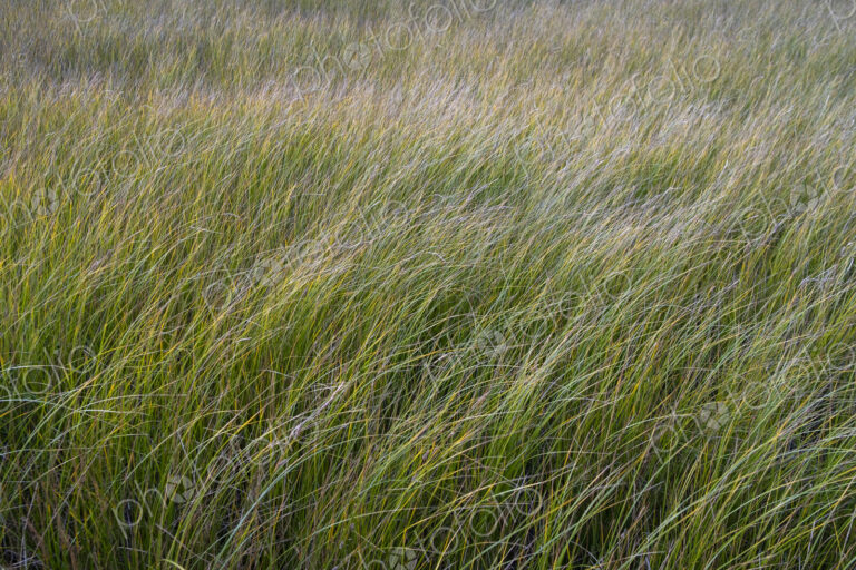 Field of windswept meadow grasses and wildflowers, Lake Tahoe, California, USA