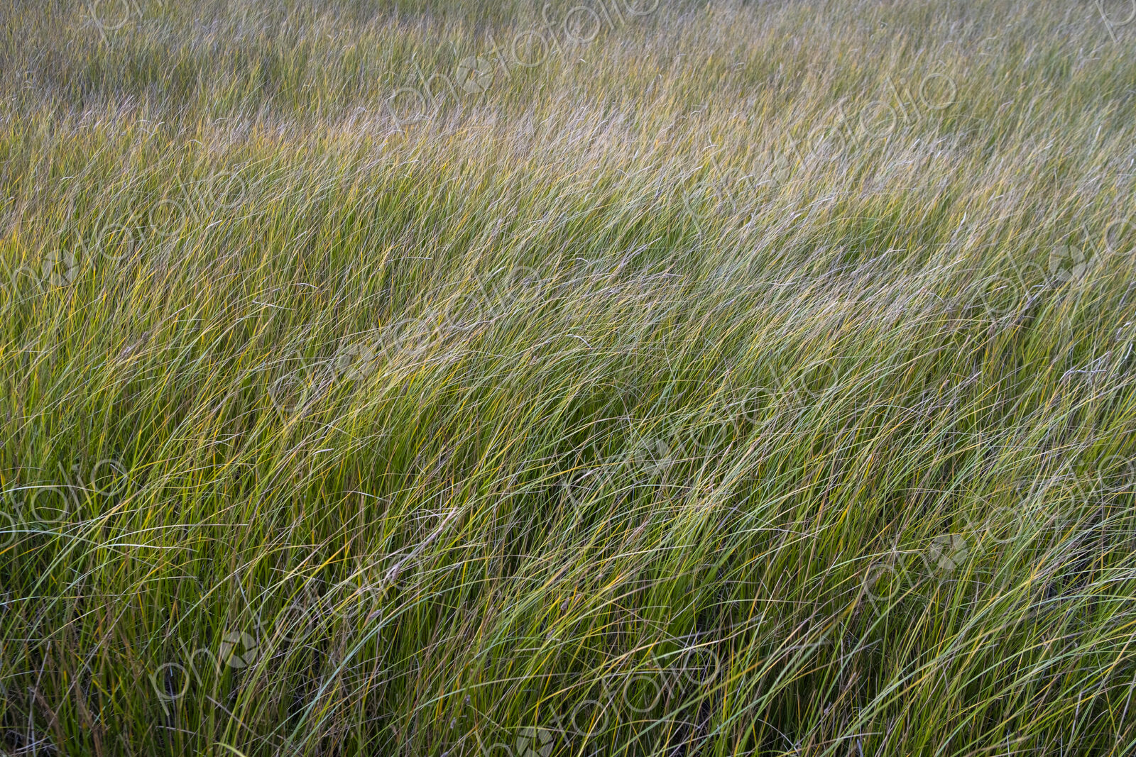 Field of windswept meadow grasses and wildflowers, Lake Tahoe, California, USA