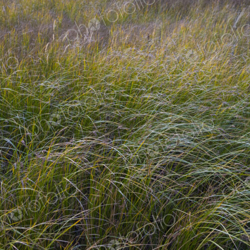 Field of windswept meadow grasses and wildflowers, Lake Tahoe, California, USA
