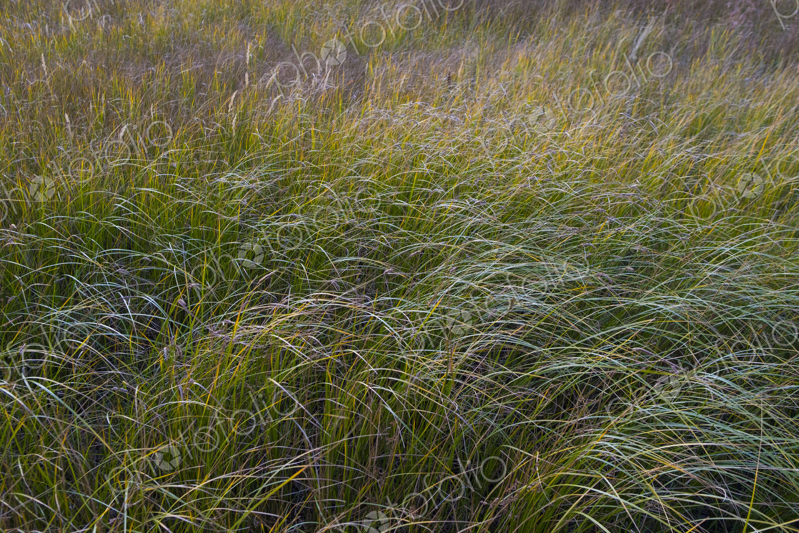Field of windswept meadow grasses and wildflowers, Lake Tahoe, California, USA