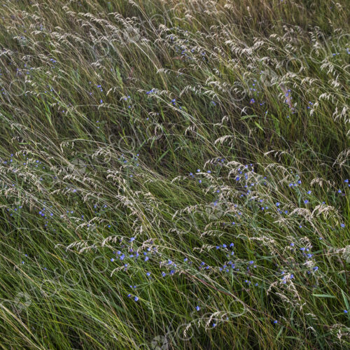 Field of windswept meadow grasses and wildflowers, Lake Tahoe, California, USA