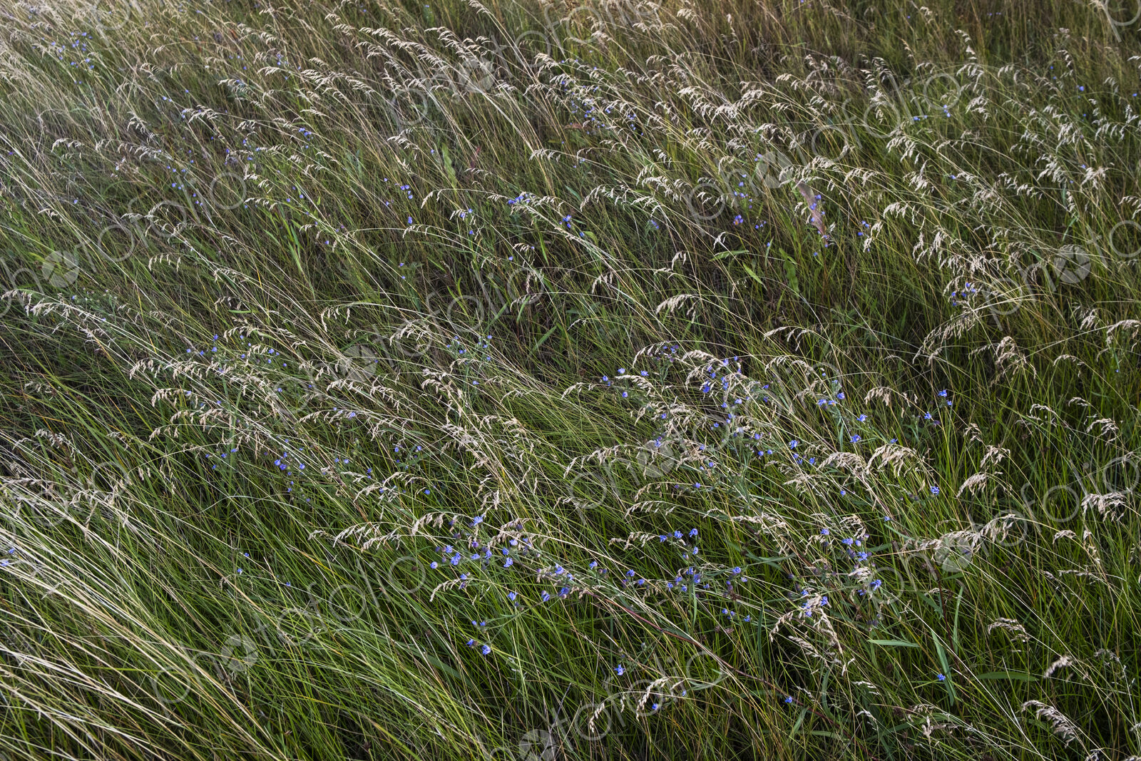 Field of windswept meadow grasses and wildflowers, Lake Tahoe, California, USA