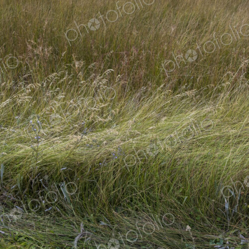Field of windswept meadow grasses and wildflowers, Lake Tahoe, California, USA