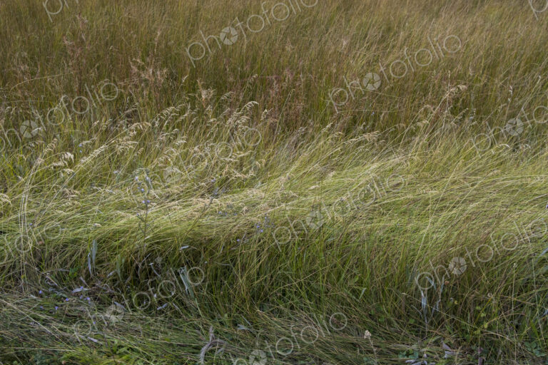 Field of windswept meadow grasses and wildflowers, Lake Tahoe, California, USA