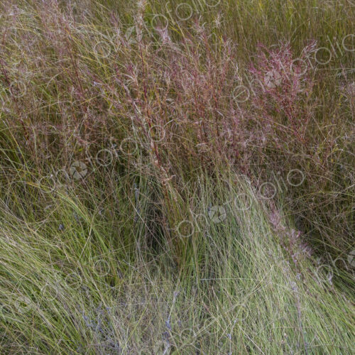 Field of windswept meadow grasses and wildflowers, Lake Tahoe, California, USA Field of windswept meadow grasses and wildflowers, Lake Tahoe, California, USA