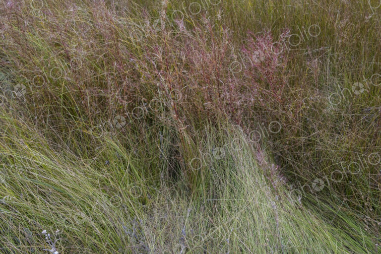 Field of windswept meadow grasses and wildflowers, Lake Tahoe, California, USA