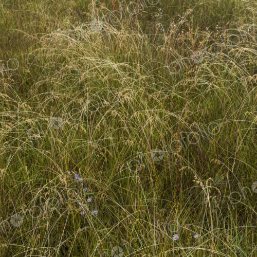 Field of windswept meadow grasses and wildflowers, Lake Tahoe, California, USA Field of windswept meadow grasses and wildflowers, Lake Tahoe, California, USA