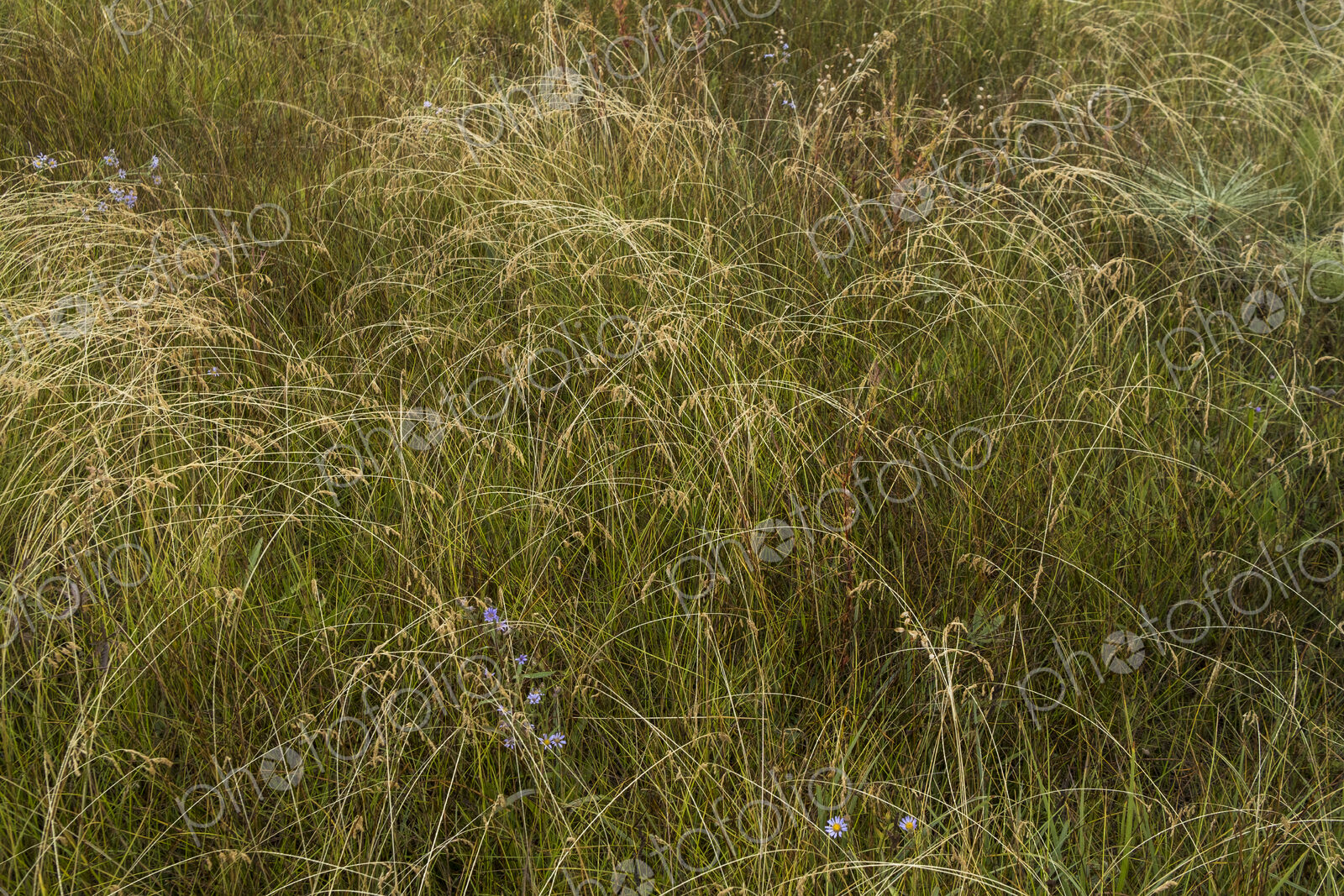 Field of windswept meadow grasses and wildflowers, Lake Tahoe, California, USA