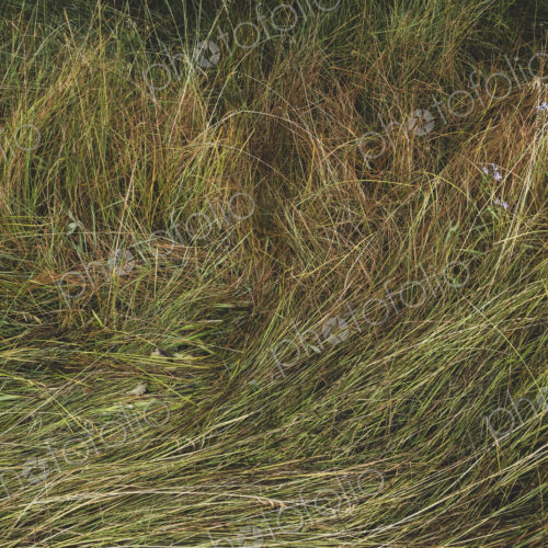 Field of windswept meadow grasses and wildflowers, Lake Tahoe, California, USA Field of windswept meadow grasses and wildflowers, Lake Tahoe, California, USA