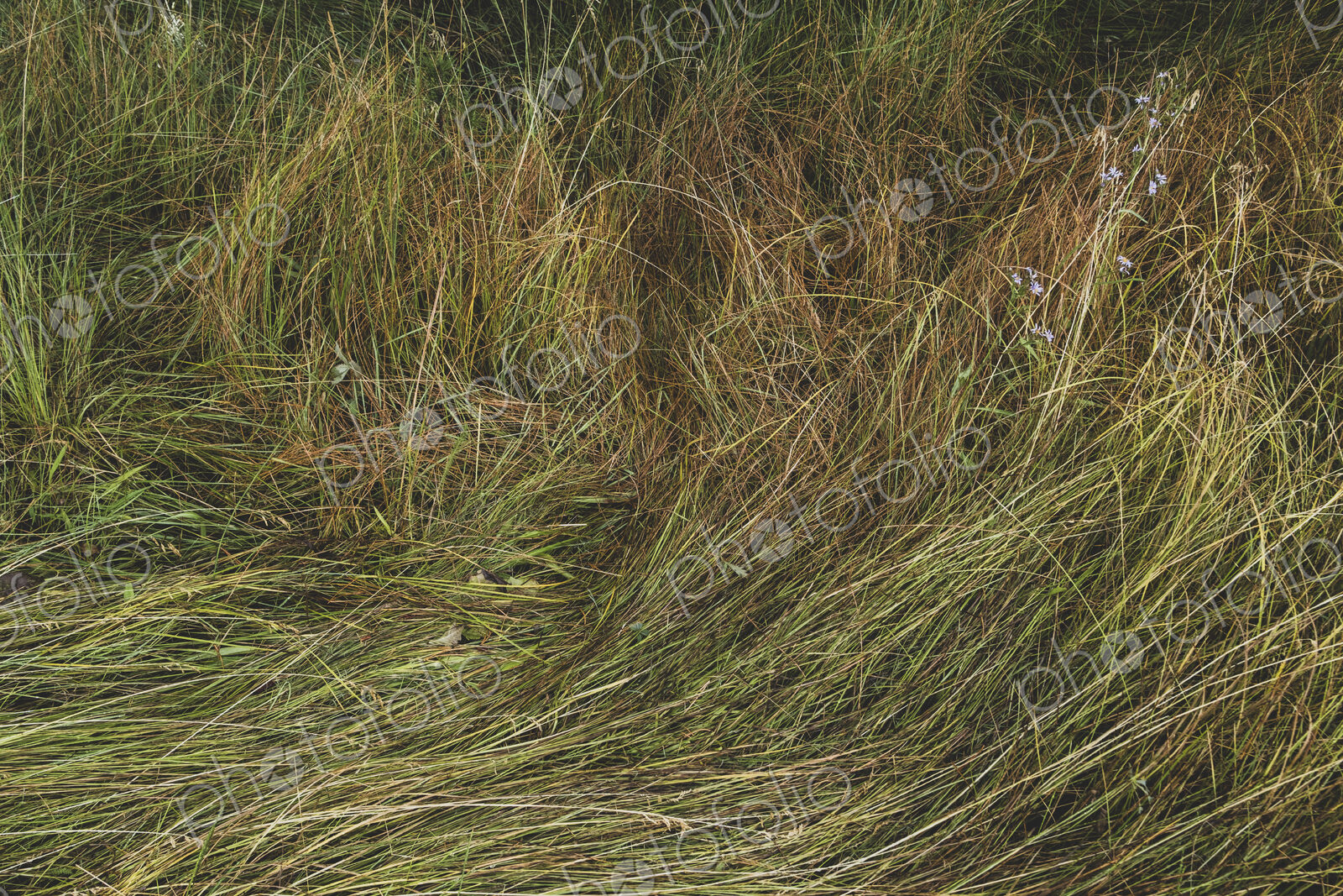 Field of windswept meadow grasses and wildflowers, Lake Tahoe, California, USA