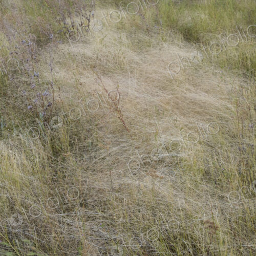 Field of windswept meadow grasses in Fall, Lake Tahoe, CA, USA