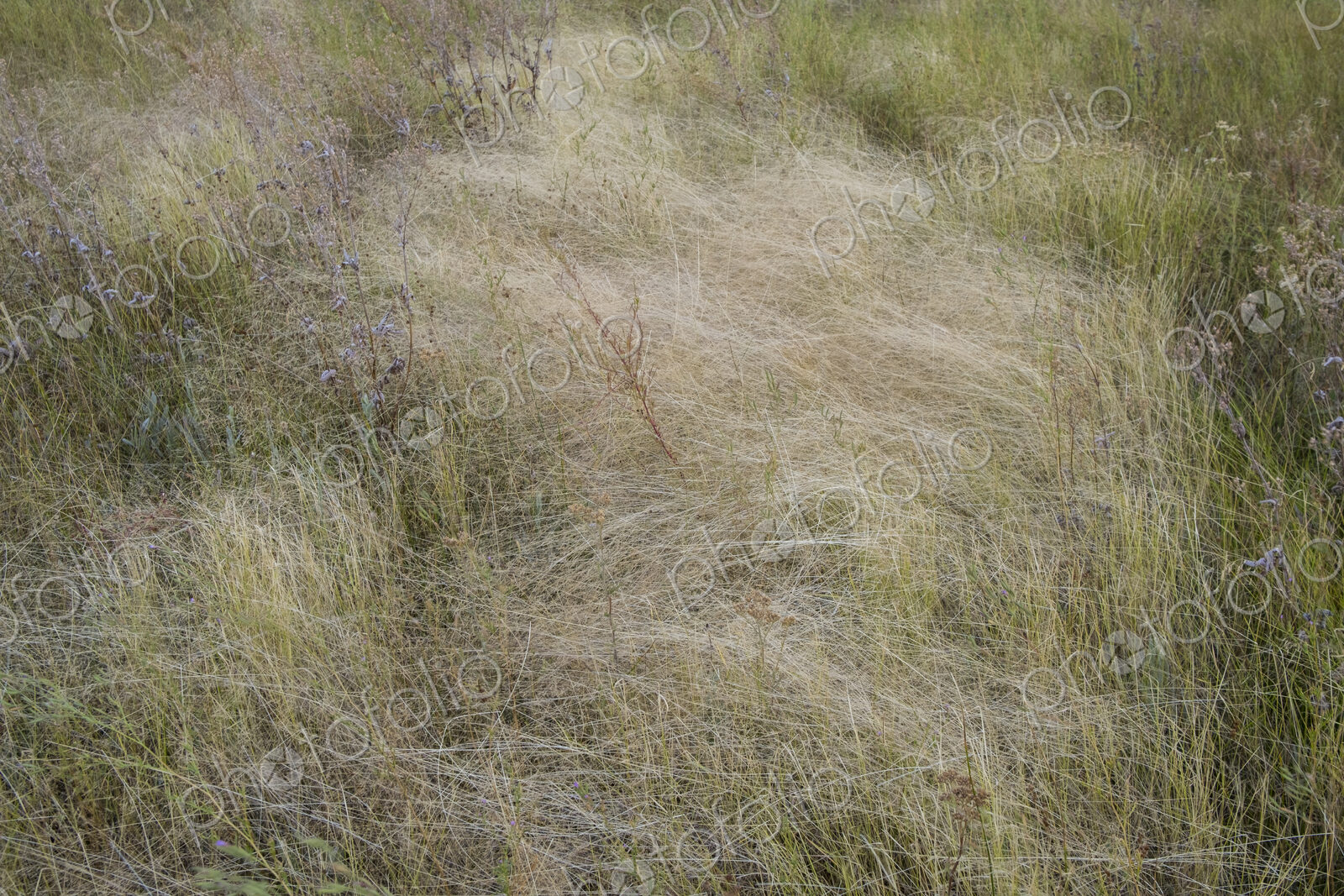 Field of windswept meadow grasses in Fall, Lake Tahoe, CA, USA