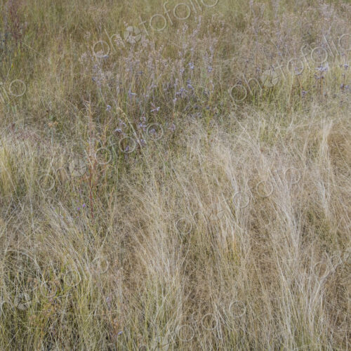 Field of windswept meadow grasses in Fall, Lake Tahoe, CA, USA
