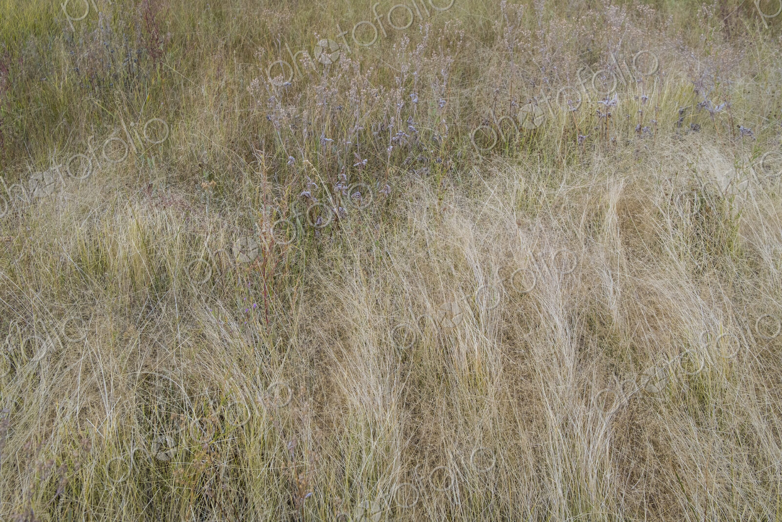 Field of windswept meadow grasses in Fall, Lake Tahoe, CA, USA