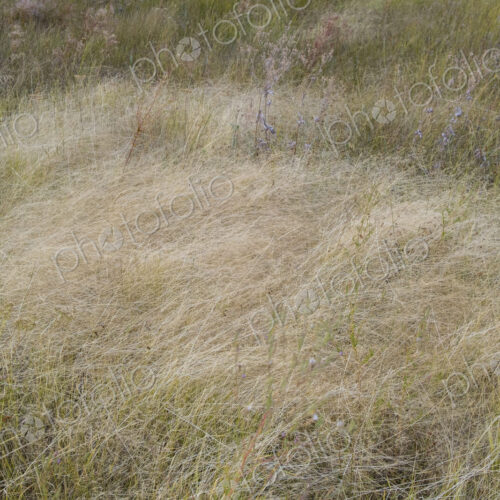 Field of windswept meadow grasses in Fall, Lake Tahoe, CA, USA