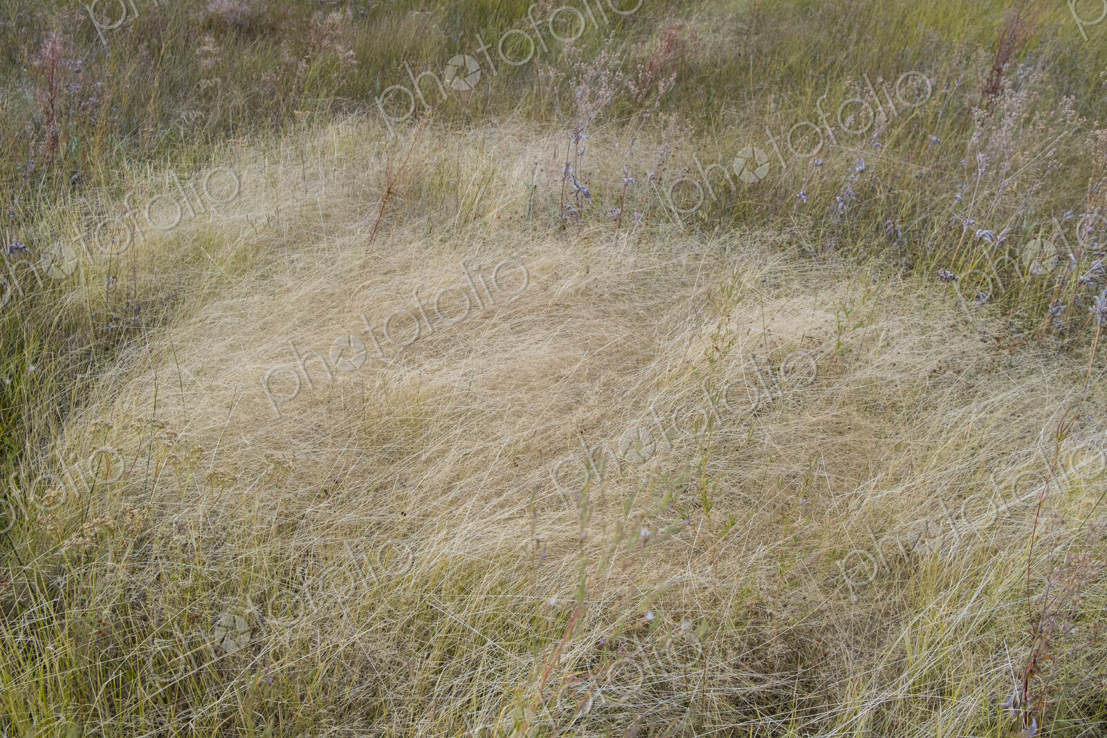 Field of windswept meadow grasses in Fall, Lake Tahoe, CA, USA