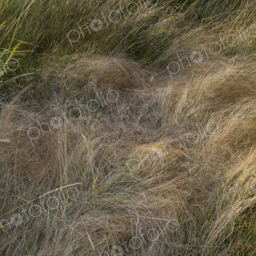 Field of windswept meadow grasses in Fall, Lake Tahoe, CA, USA