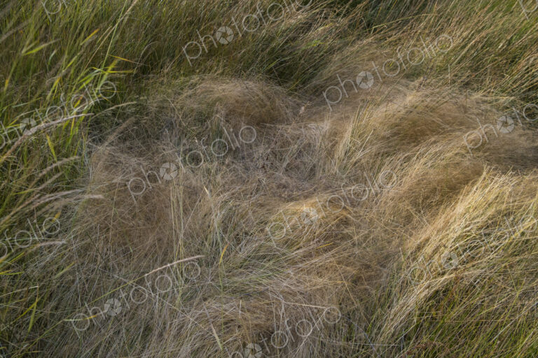 Field of windswept meadow grasses in Fall, Lake Tahoe, CA, USA