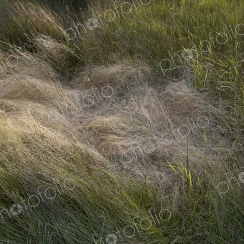 Field of windswept meadow grasses in Fall, Lake Tahoe, CA, USA