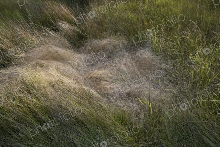 Field of windswept meadow grasses in Fall, Lake Tahoe, CA, USA