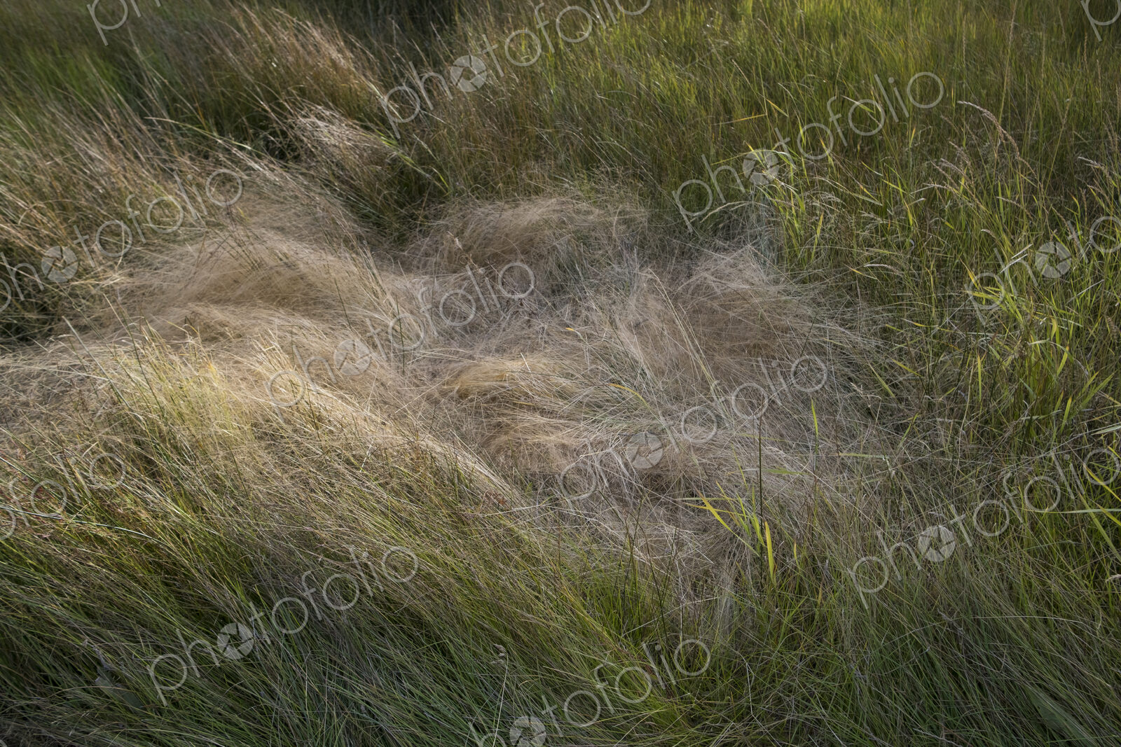 Field of windswept meadow grasses in Fall, Lake Tahoe, CA, USA