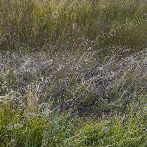 Field of windswept meadow grasses in Fall, Lake Tahoe, CA, USA