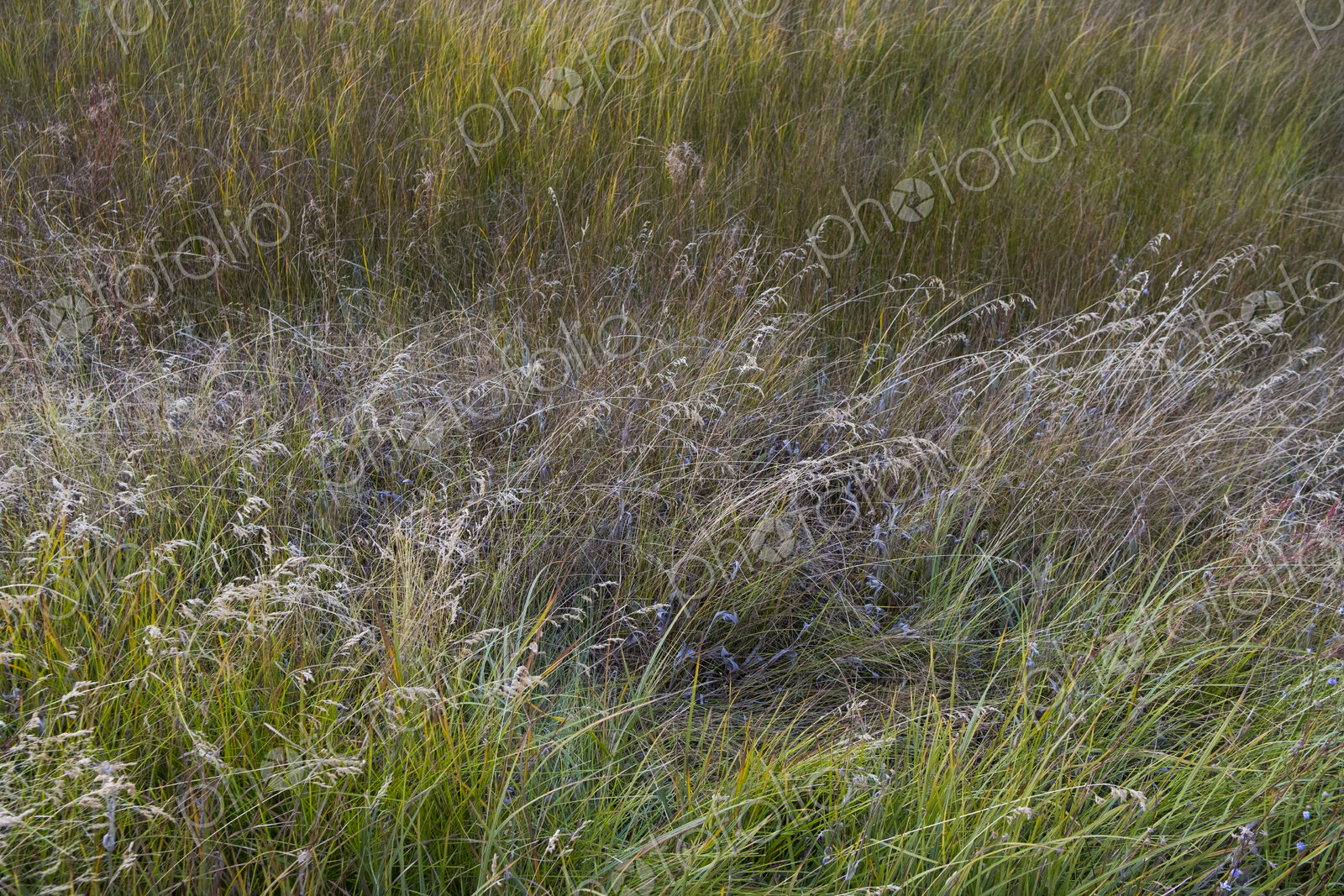 Field of windswept meadow grasses in Fall, Lake Tahoe, CA, USA