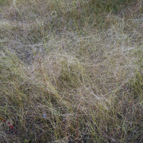 Field of windswept meadow grasses in Fall, Lake Tahoe, CA, USA