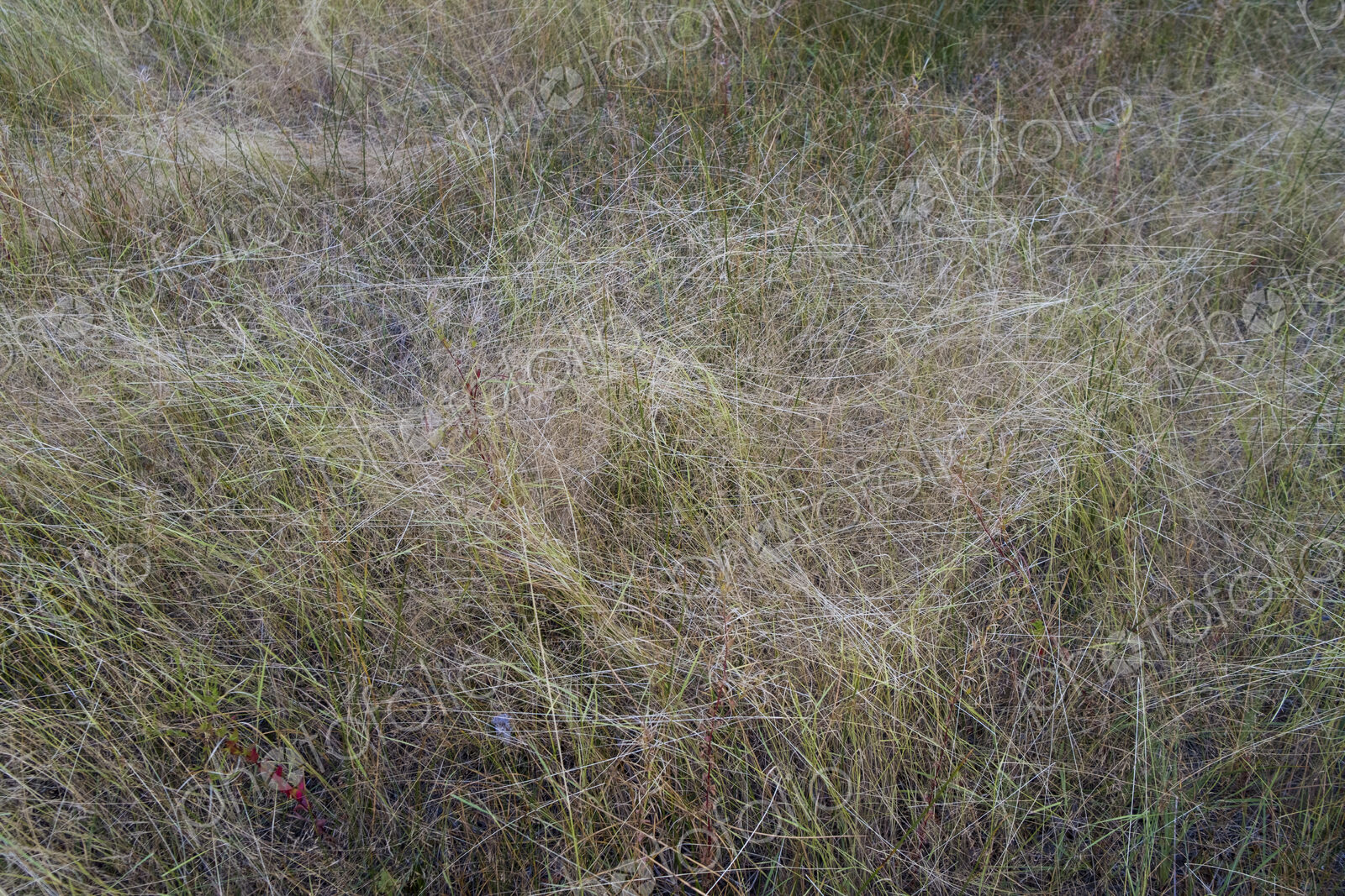 Field of windswept meadow grasses in Fall, Lake Tahoe, CA, USA
