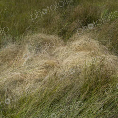 Field of windswept meadow grasses in Fall, Lake Tahoe, CA, USA Field of windswept meadow grasses in Fall, Lake Tahoe, CA, USA
