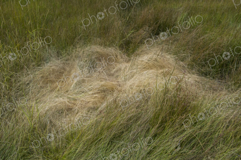 Field of windswept meadow grasses in Fall, Lake Tahoe, CA, USA