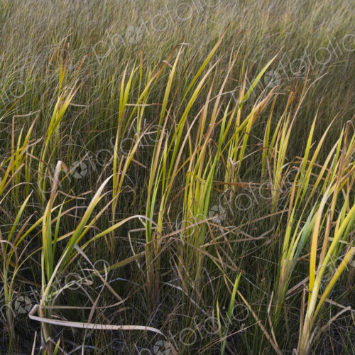Field windswept masrsh grasses, Lake Tahoe, CA, USA