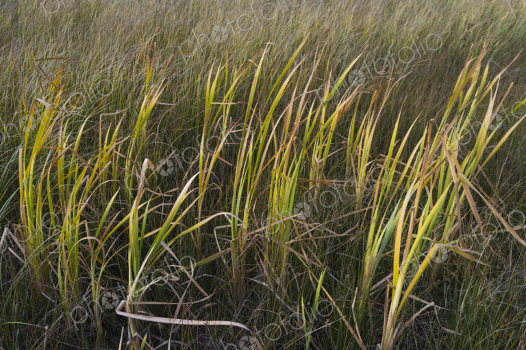Field windswept masrsh grasses, Lake Tahoe, CA, USA