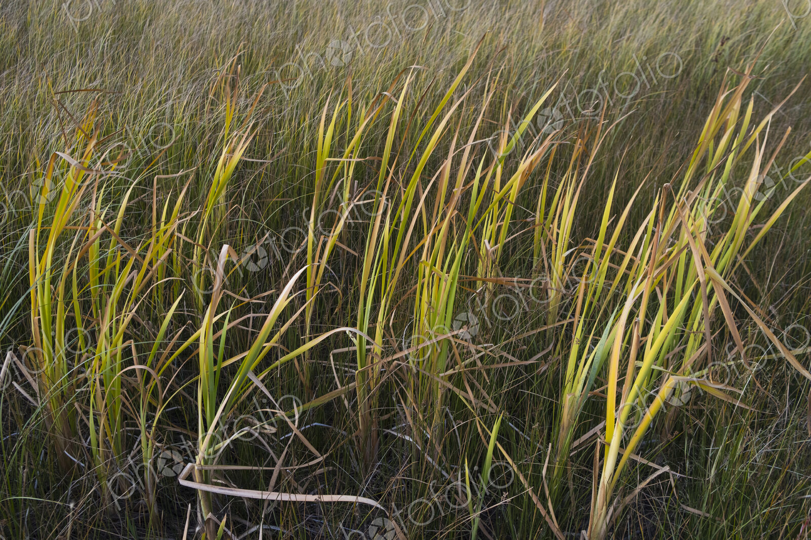 Field windswept masrsh grasses, Lake Tahoe, CA, USA