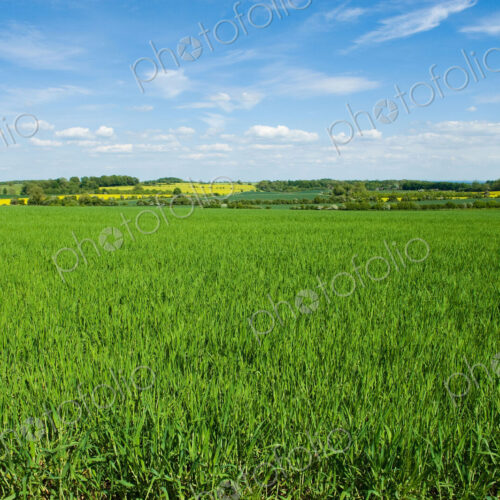 Fields in summer, a rural landscape of hedges and growing crops Fields in summer, a rural landscape of hedges and growing crops