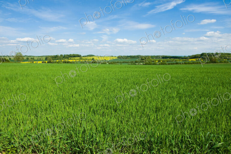 Fields in summer, a rural landscape of hedges and growing crops