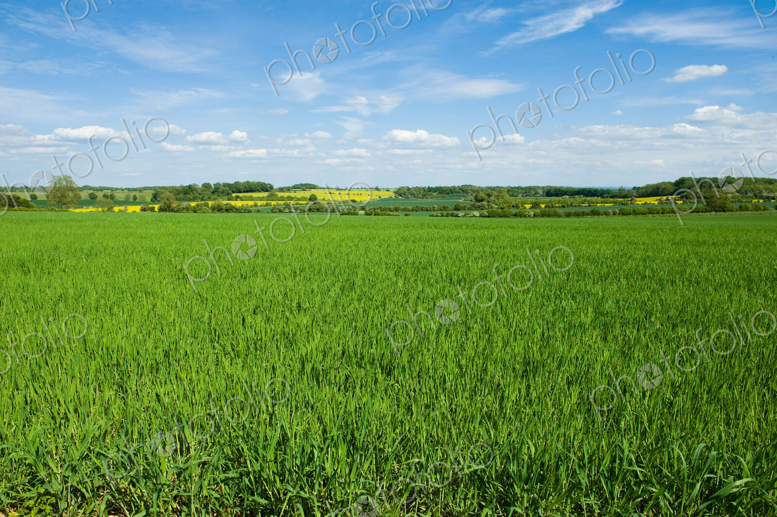 Fields in summer, a rural landscape of hedges and growing crops