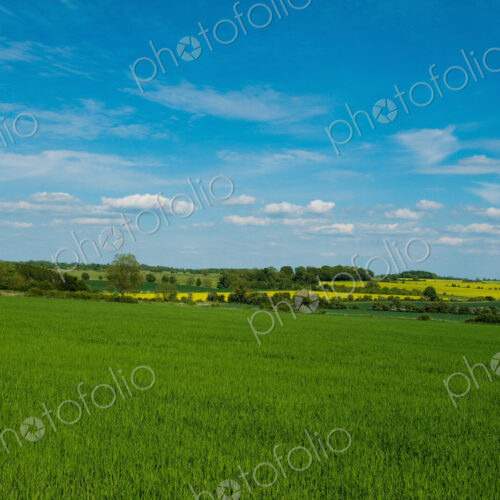 Fields in summer, a rural landscape of hedges and growing crops Fields in summer, a rural landscape of hedges and growing crops