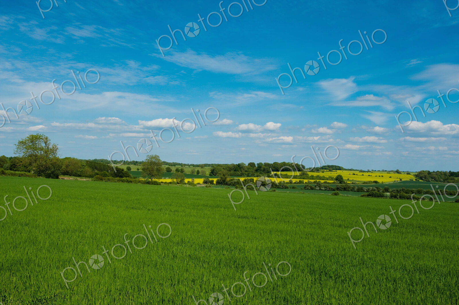 Fields in summer, a rural landscape of hedges and growing crops