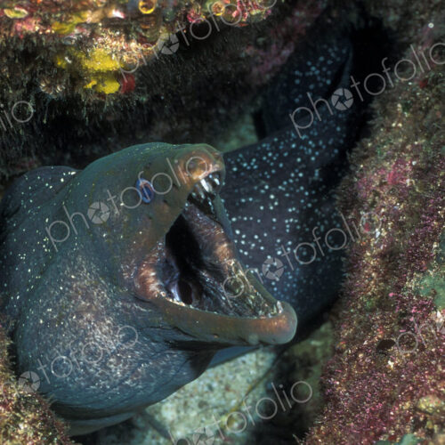 Fine spotted moray eel emerging from the seabed. Fine spotted moray eel emerging from the seabed.
