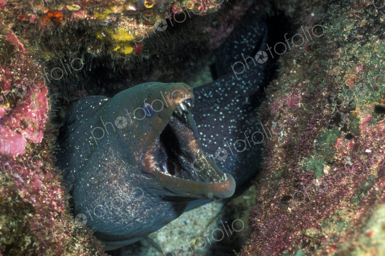 Fine spotted moray eel emerging from the seabed.