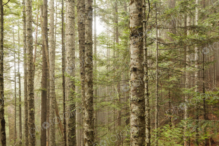 Fir trees, Lake Angeles Trail, Olympic National Park, Port Angeles, WA USA