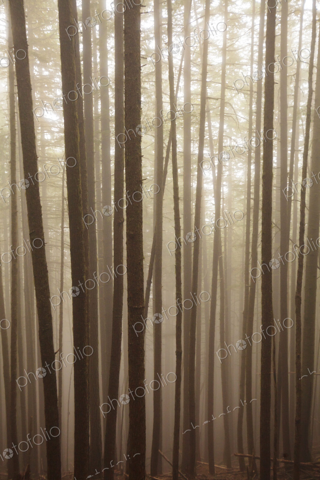 Fir trees, Lake Angeles Trail, Olympic National Park, Port Angeles, WA USA