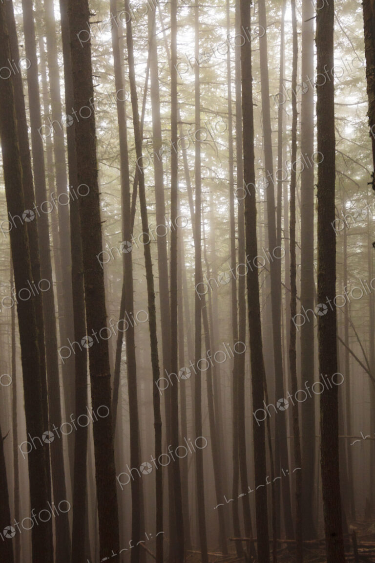 Fir trees, Lake Angeles Trail, Olympic National Park, Port Angeles, WA USA