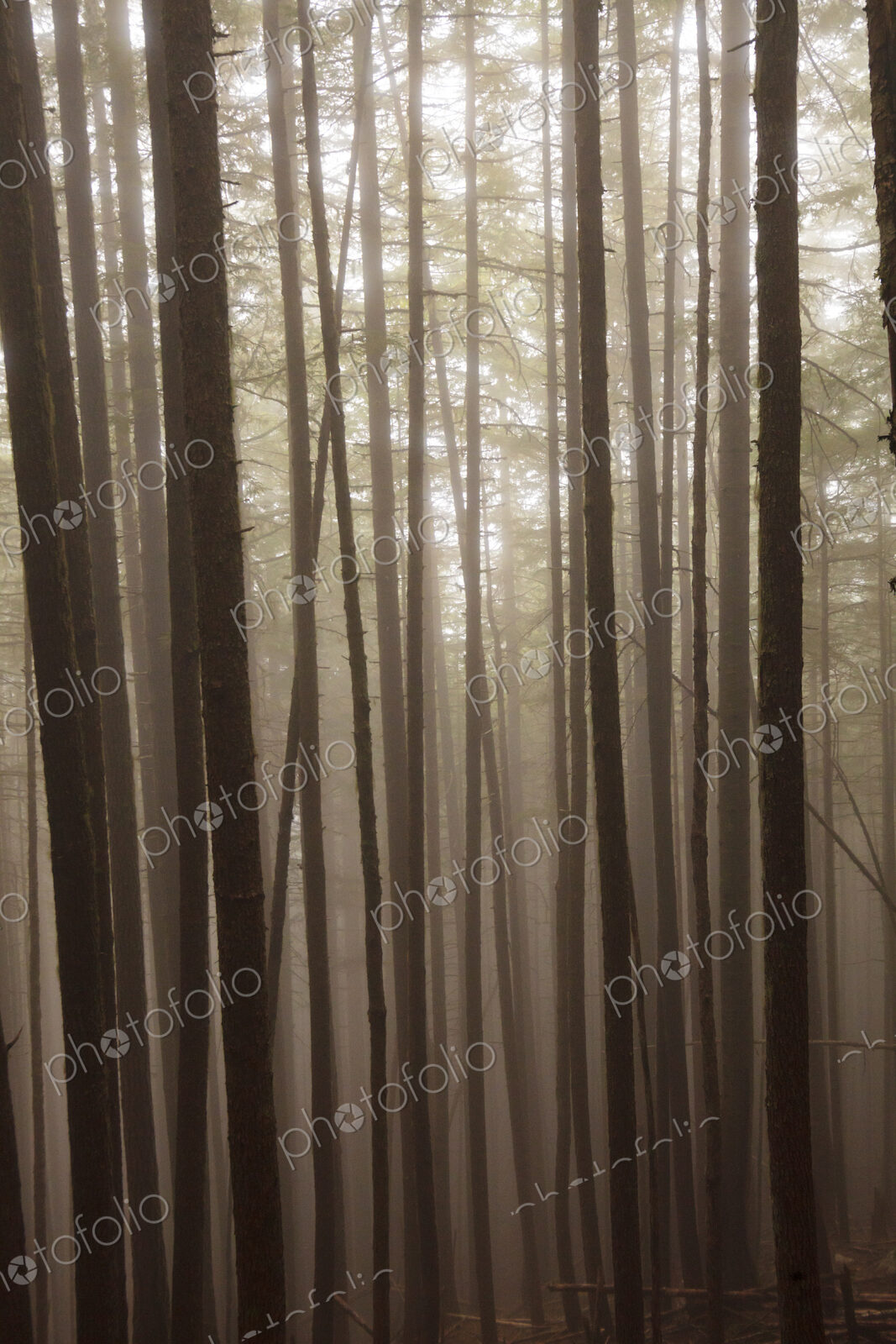 Fir trees, Lake Angeles Trail, Olympic National Park, Port Angeles, WA USA